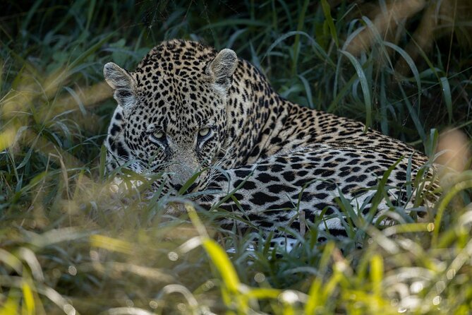 Sabie Game Reserve Sunset Safari Tour with Sundowners - Key details before you book
