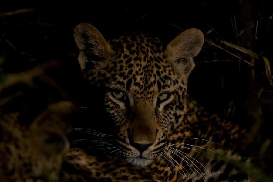 Sabie Game Reserve: Sunset Safari with Sundowners - Why Sunset Changes the Safari