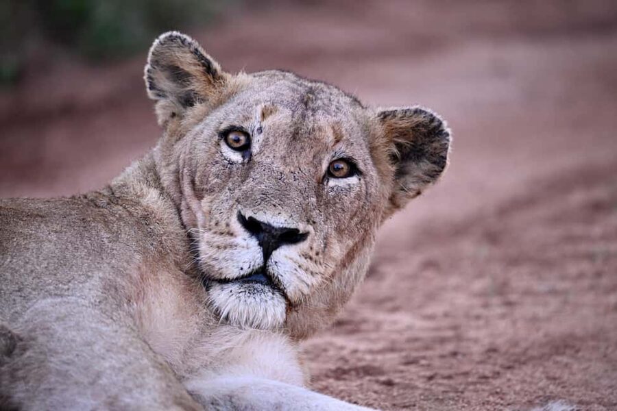 Sabie Game Reserve: Sunset Safari with Sundowners - The Open Vehicle and Weather Risk