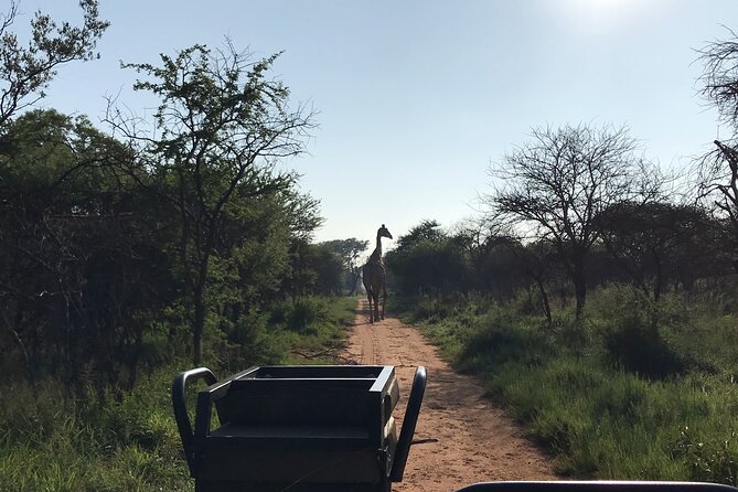 Safari Game Drive: Dinokeng Game Reserve - Choosing Sunrise or Sunset in Dinokeng