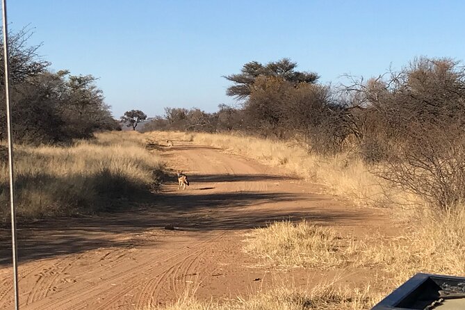 Safari Game Drive: Dinokeng Game Reserve - The Ride from Your Hotel to the Reserve