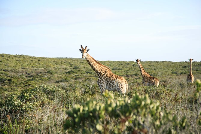 Safari Game Drive - Yzerfontein - Key points at a glance