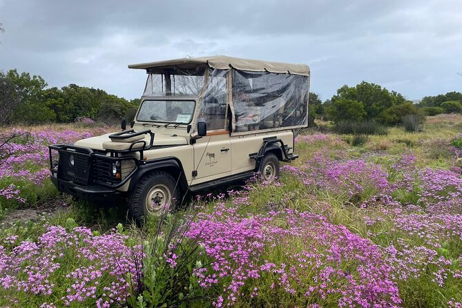 Safari Game Drive - Yzerfontein - Inside the reserve: animals of the West Coast