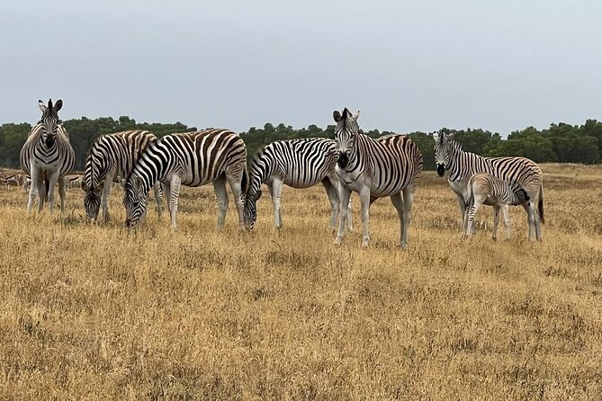 Safari Game Drive - Yzerfontein - André brings more than animal facts