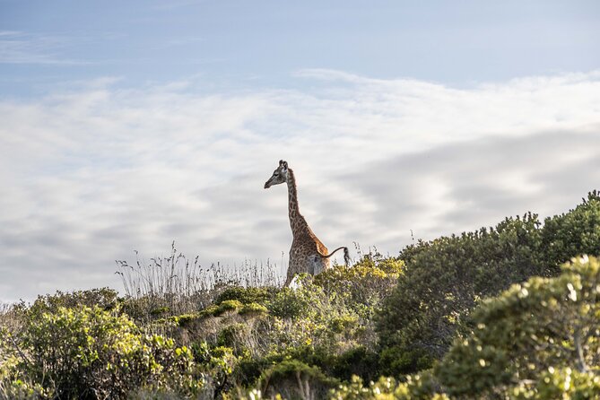 Safari Game Drive - Yzerfontein - The salt-pan break at the halfway point