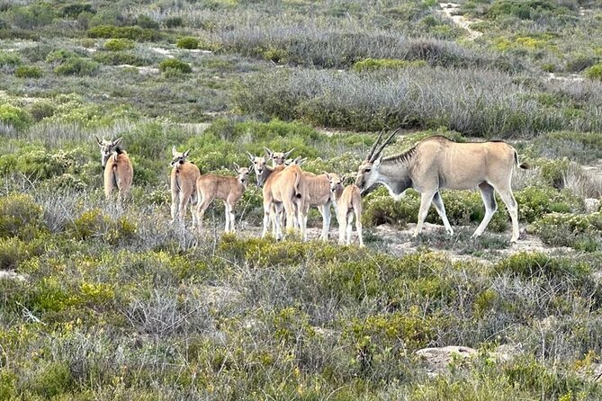 Safari Game Drive - Yzerfontein - How good is the value at $28.74?