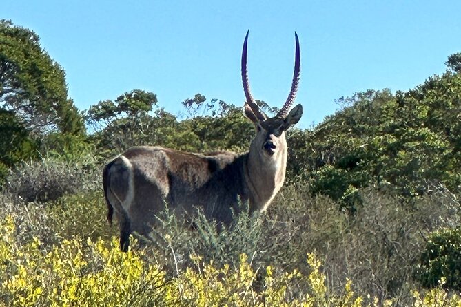 Safari Game Drive - Yzerfontein - Is it a good choice for children?