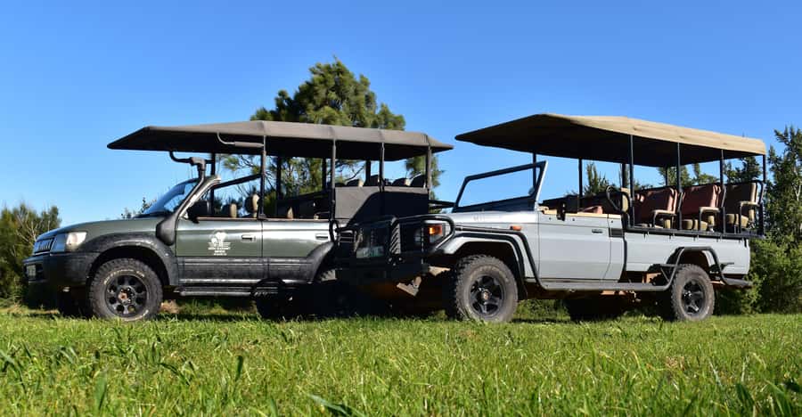 Safari into Schotia Half Day Tour - Key points at a glance
