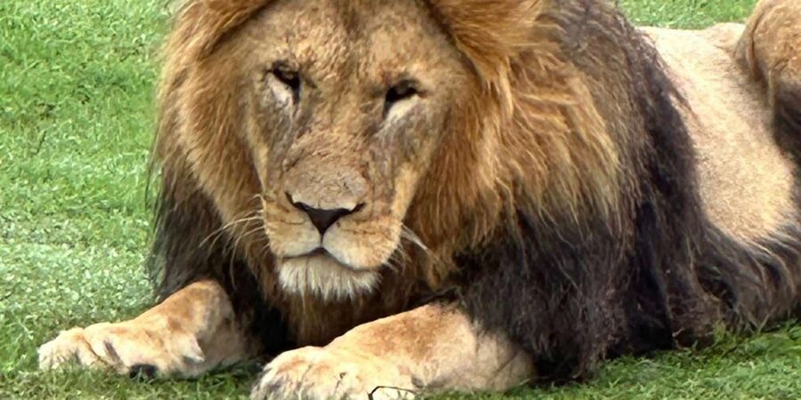 Safari into Schotia Half Day Tour - Practical details before you go