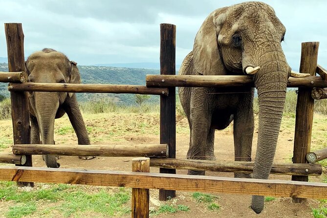 Safari & PheZulu Village Day Tour from Durban - Why this Durban safari day works