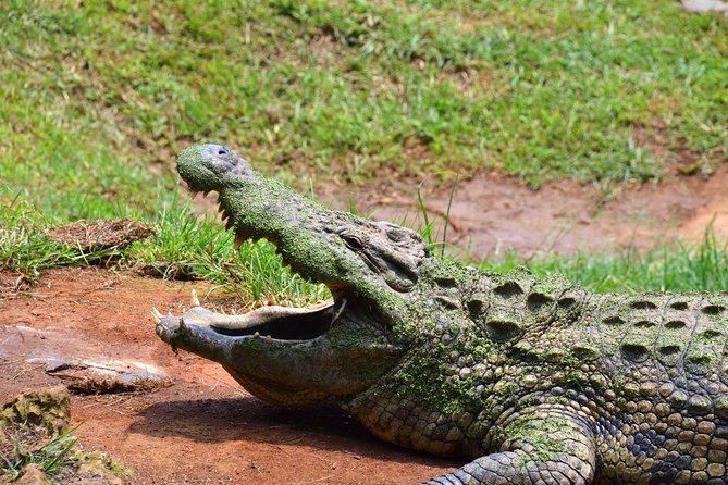 Safari & PheZulu Village Day Tour from Durban - Reptile Park: hands-on, if you are comfortable with snakes