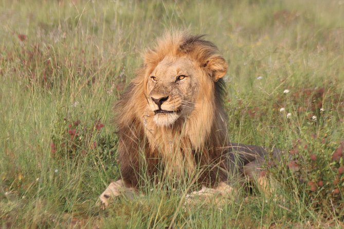 Safari Pilanesberg Nature Reserve & Monkey Sanctuary - Key points to know before booking