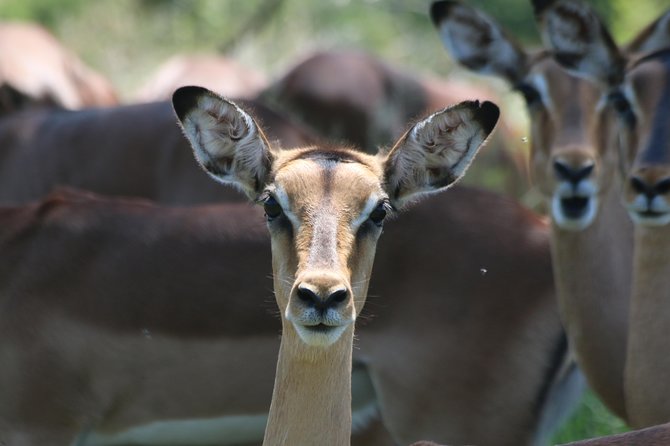Safari Pilanesberg Nature Reserve & Monkey Sanctuary - Five hours inside Pilanesberg National Park