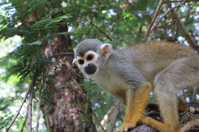 Safari Pilanesberg Nature Reserve & Monkey Sanctuary - Photos included at no extra cost