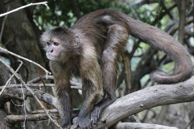 Safari Pilanesberg Nature Reserve & Monkey Sanctuary - Is the $152.50 price fair?