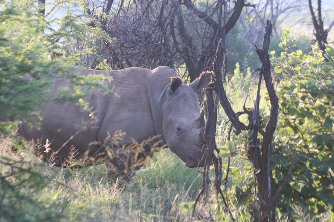 Safari Pilanesberg Nature Reserve & Monkey Sanctuary - Lunch at the Zebra Crossing Restaurant