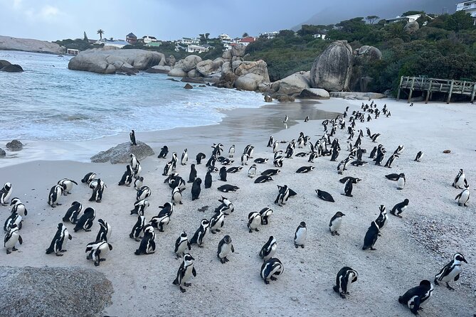 Scheduled Guided Tour to Table Mountain and Cape of Good Hope - Boulders Beach is the wildlife favorite