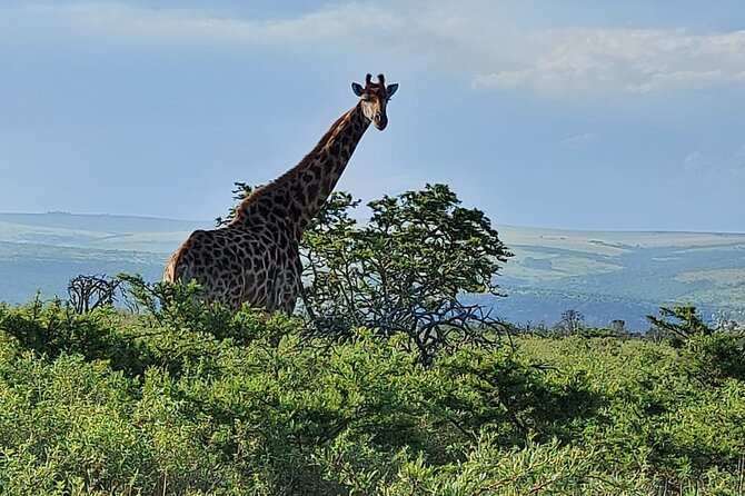 Schotia Big 5 Safari Port Elizabeth (optional accommodation) - Why Schotia works well near Port Elizabeth