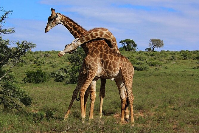 Schotia Big 5 Safari Port Elizabeth (optional accommodation) - The second drive brings more time in the reserve