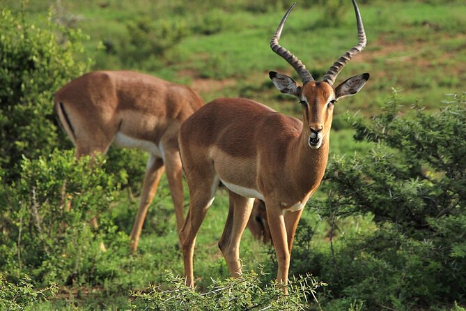 Schotia Big 5 Safari Port Elizabeth (optional accommodation) - The slow return completes the safari
