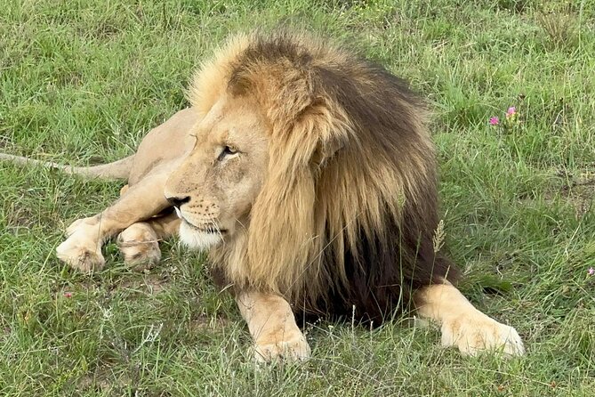Schotia Big 5 Safari Port Elizabeth (optional accommodation) - What the $296.63 price includes