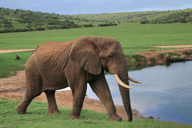 Schotia Big 5 Safari Port Elizabeth (optional accommodation) - Who should choose this safari