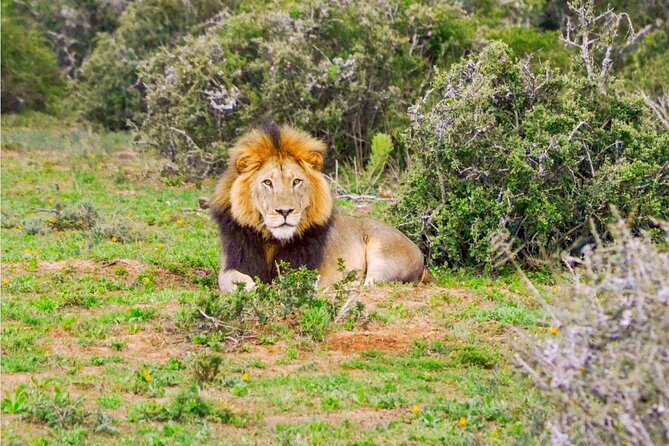 Schotia Game Reserve Tour with Port Pickup, Next to Addo Park - The port transfer and the first 45 minutes