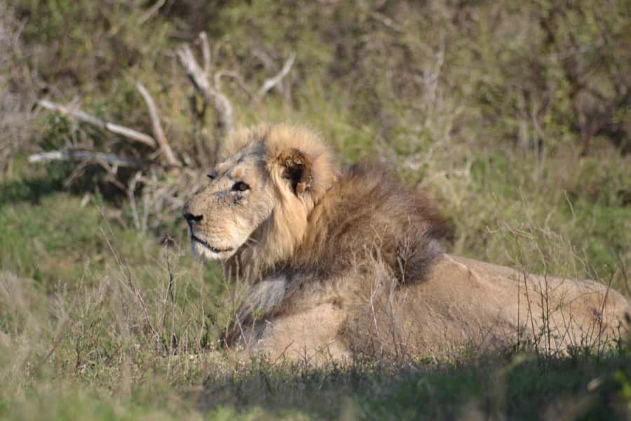Schotia: Open Safari Jeep - Full Day Safari with Lunch - Key things to know before you book