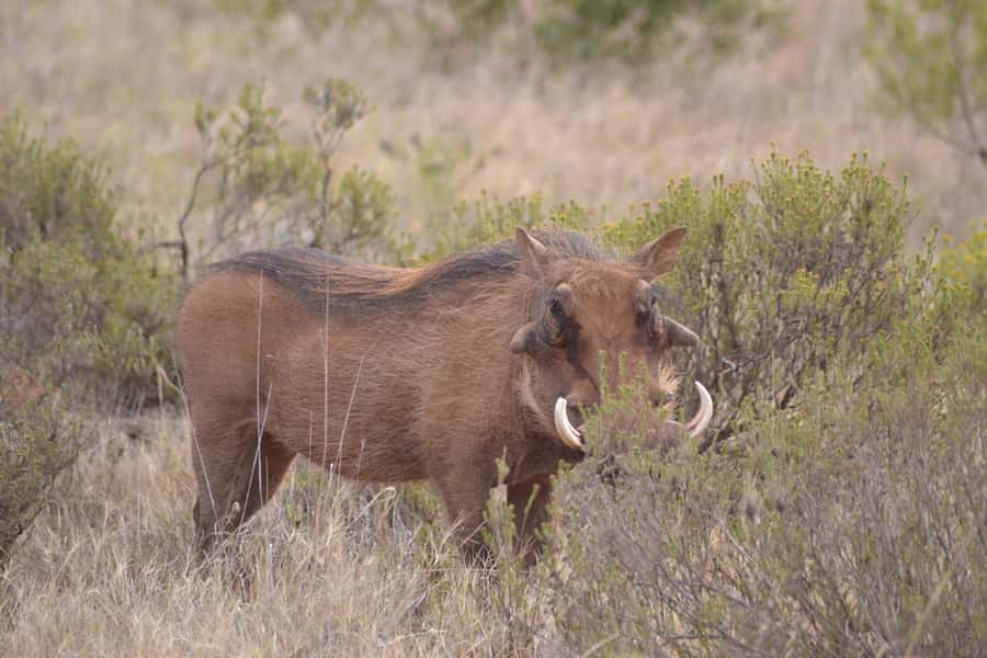 Schotia: Open Safari Jeep - Full Day Safari with Lunch - Why Schotia is different from a standard Addo drive