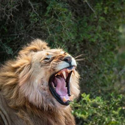 Schotia: Open Safari Jeep – Full Day Safari with Lunch