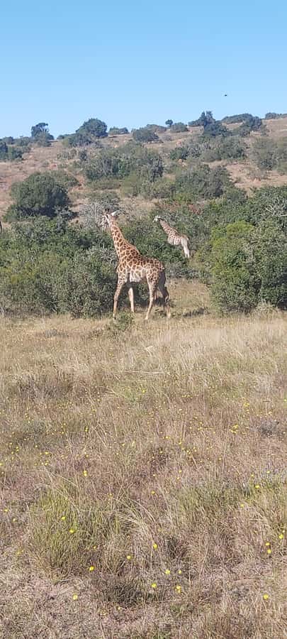 Schotia: Open Safari Jeep - Full Day Safari with Lunch - Chapter Two: a traditional braai at midday