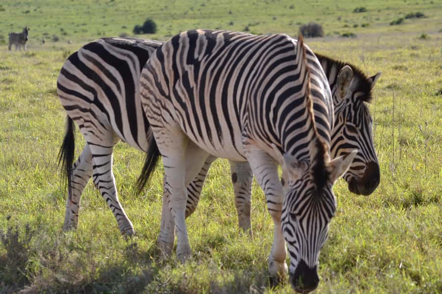 Schotia: Open Safari Jeep - Full Day Safari with Lunch - Chapter Three: cooler air, predators, and the return at 5:00pm