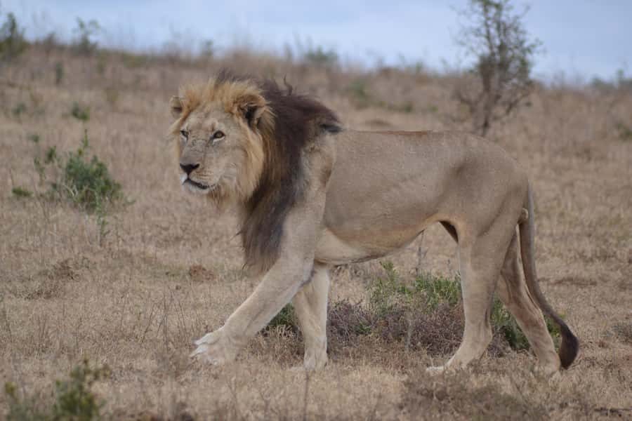 Schotia: Open Safari Jeep - Full Day Safari with Lunch - What the open safari vehicle feels like