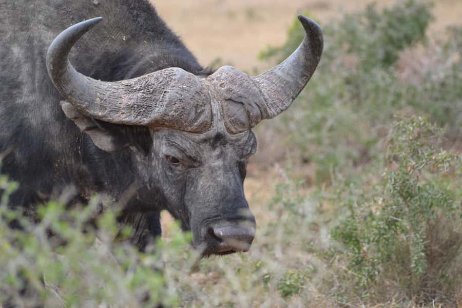 Schotia: Open Safari Jeep - Full Day Safari with Lunch - The guide makes a real difference