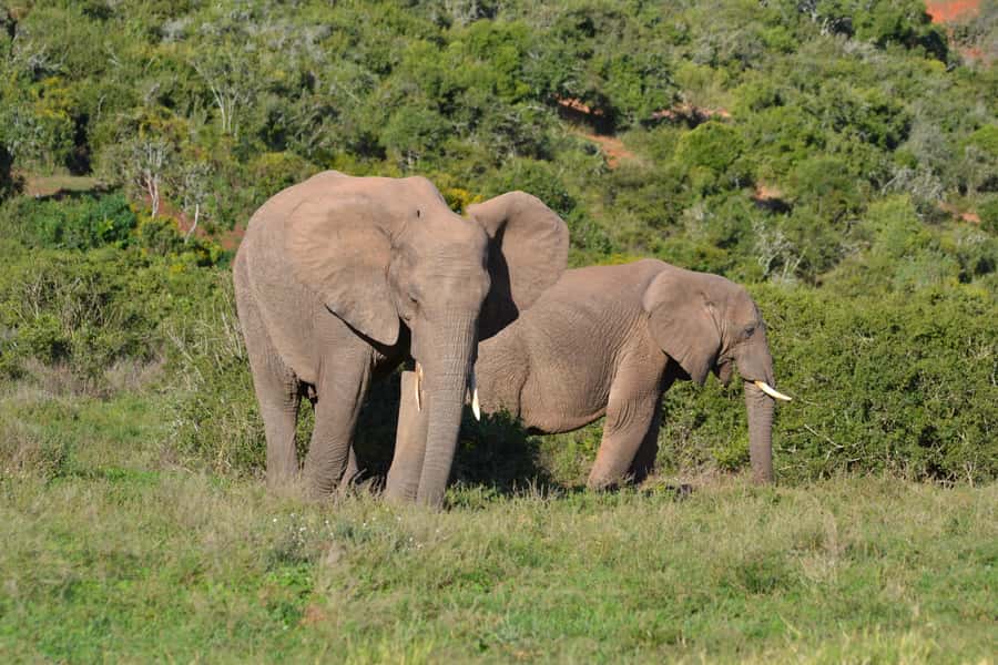Schotia: Open Safari Jeep - Full Day Safari with Lunch - Who will enjoy this full-day safari most