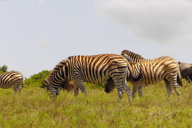 Schotia Private Game African Safari Guided Tour - Why Schotia works well as a Port Elizabeth safari