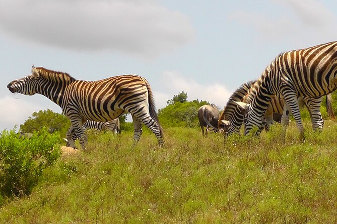 Schotia Private Game African Safari Guided Tour - What the four-hour Schotia safari includes