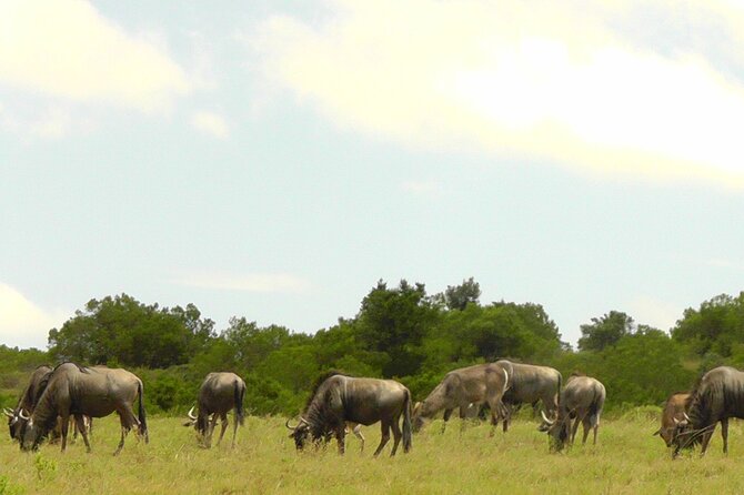 Schotia Private Game African Safari Guided Tour - The guide can make or break a safari