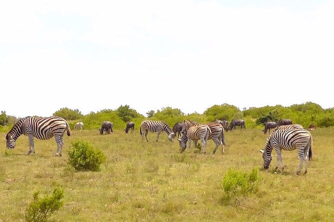 Schotia Private Game African Safari Guided Tour - Pickup and port planning