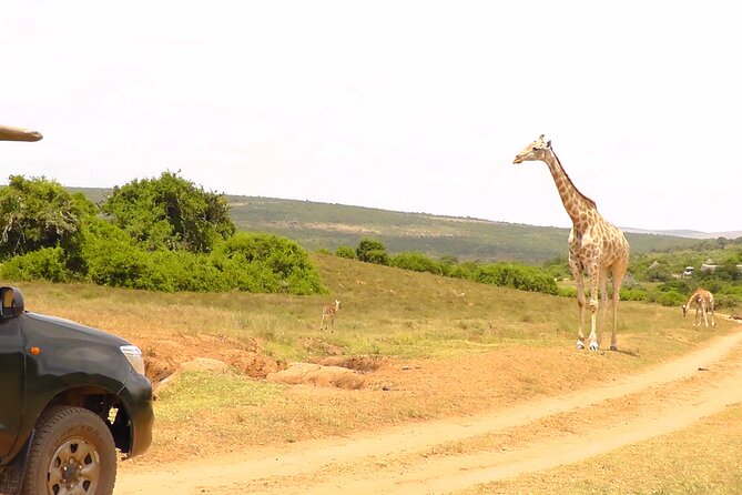 Schotia Private Game African Safari Guided Tour - Families, first-time safari visitors, and private requests