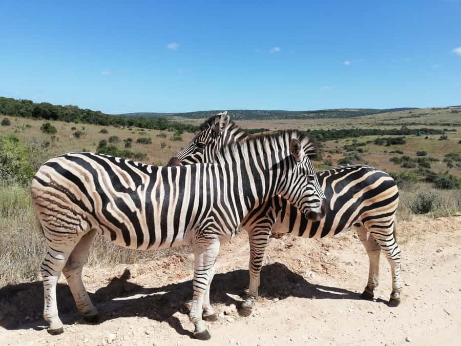 Schotia Private Game Reserve Safari - Key points to know before booking