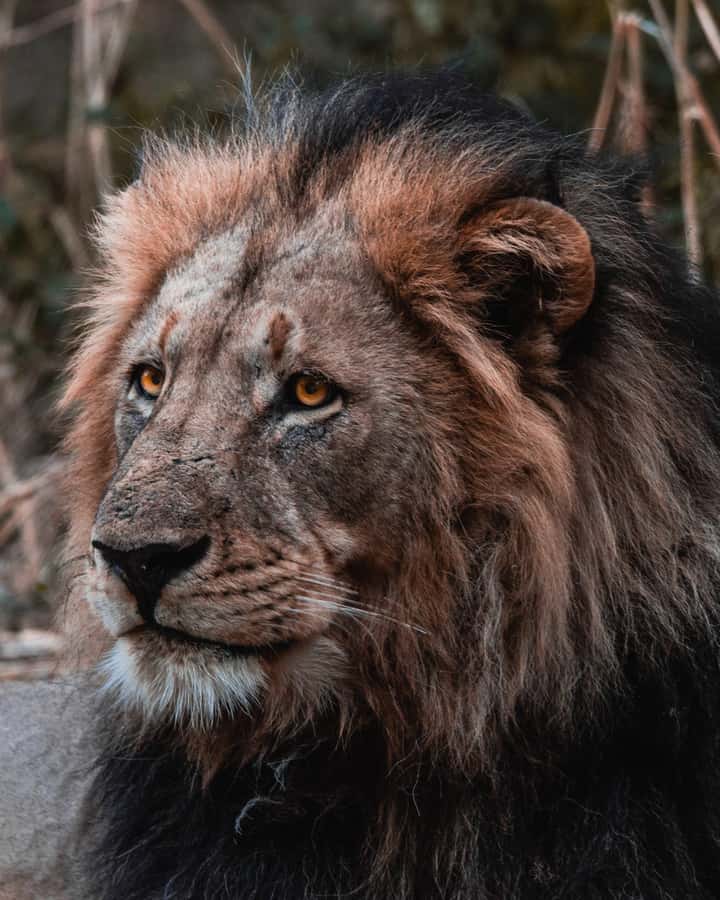 Schotia Private Game Reserve Safari - Four hours in an open safari vehicle