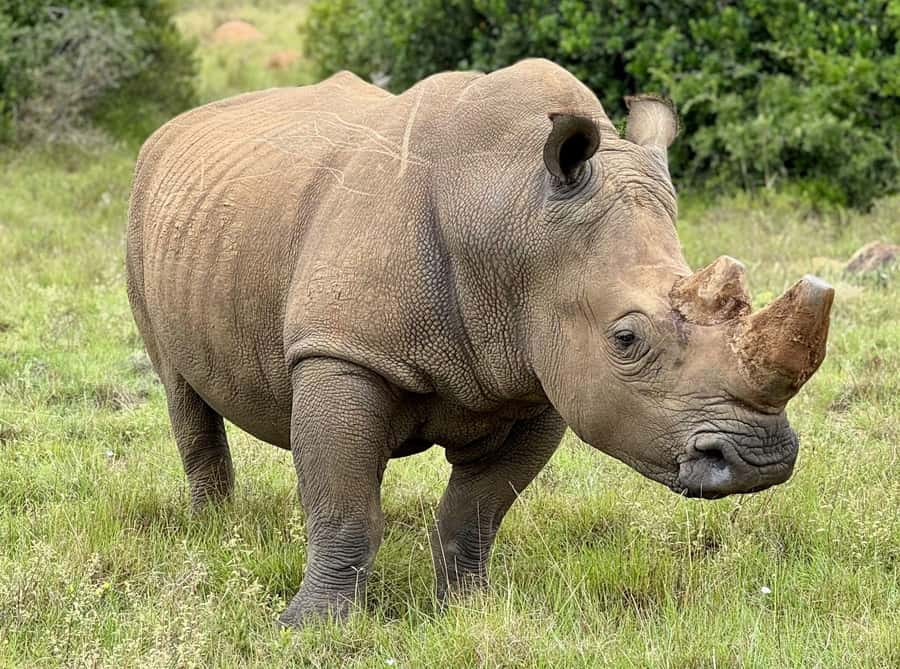 Schotia Private Game Reserve Safari - Conservation beyond animal spotting