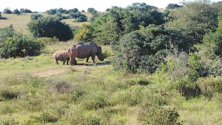 Schotia Private Game Reserve Safari - Is $230 per person fair value?