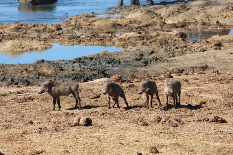 Schotia Private Game Reserve Safari - Who will enjoy this safari most?
