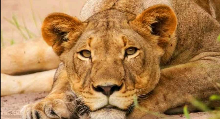 Schotia Safaris: Best Wildlife Encounters in Port Elizabeth - From Port Elizabeth harbor to the African bush