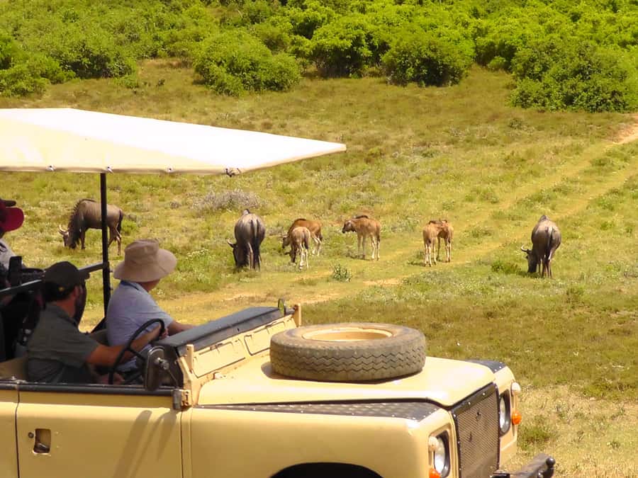 Schotia Safaris: Best Wildlife Encounters in Port Elizabeth - What the wildlife drive feels like