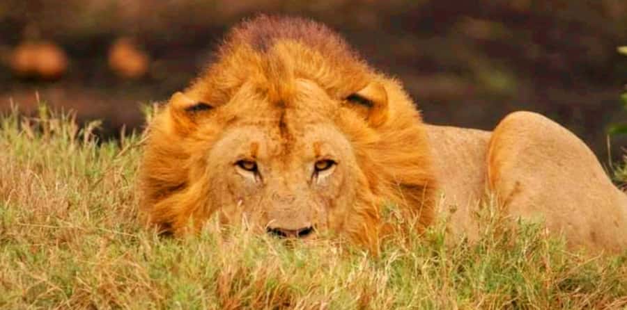 Schotia Safaris: Best Wildlife Encounters in Port Elizabeth - How much value do you get for $227?