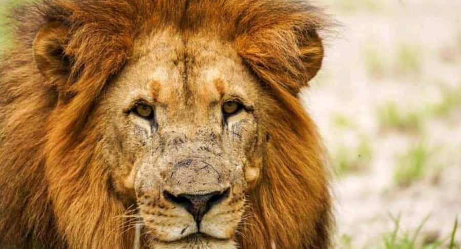 Schotia Safaris: Best Wildlife Encounters in Port Elizabeth - What to pack for a six-hour safari