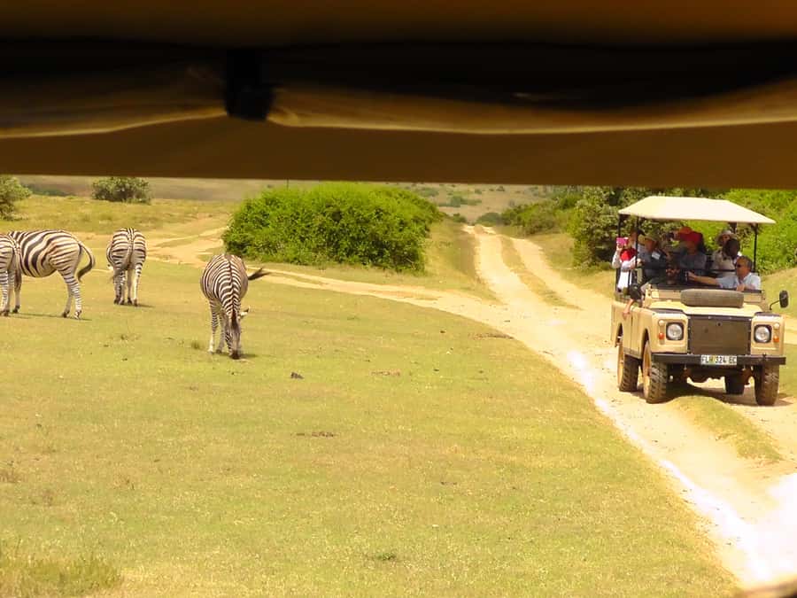 Schotia Safaris: Best Wildlife Encounters in Port Elizabeth - Booking details that matter